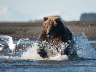 20210214221129-Grizzly bear running up the river in Lake Clark.jpg